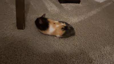 Hi. 4 months old Female. I don’t know what pregnant hamster looks like but she seems a bit chunky around her belly and a bit lazy too. Sleep a lot and not running much on the wheel. Any advice please?