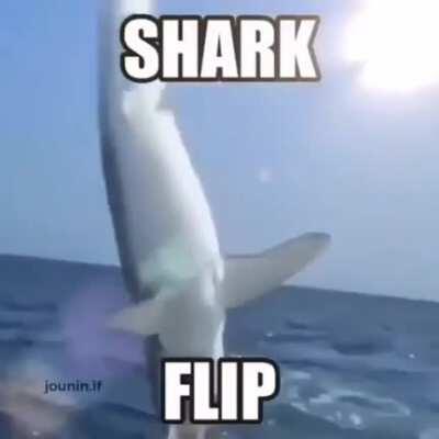 Shark flip