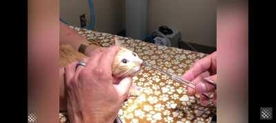 Parasite extracted from cat's nose...