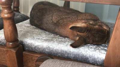 Someone’s a lil sleepyhead today