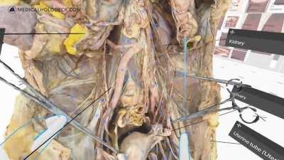 Human Anatomy in Virtual Reality. Would you use that?