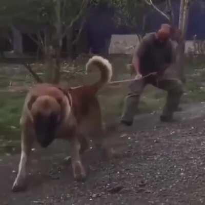 Absolute unit takes his human for a walk