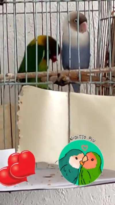 Love bird getting jiggy with it