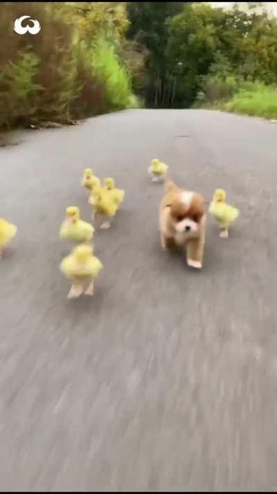 Little Pupper with his friends...