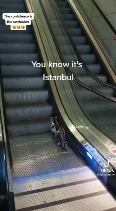 Bro helps cat go up escalator