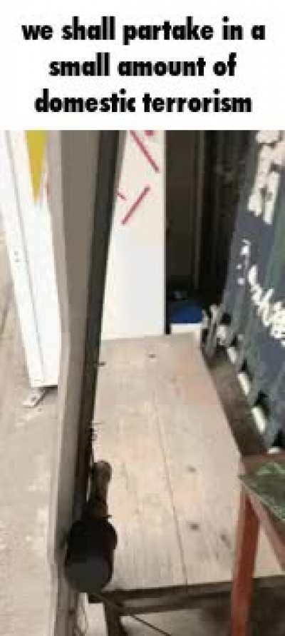 Yukari has joined the Hitler Youth