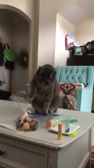 Anybody else been well trained by their cat? Mine just does something irritating until I give her treats.