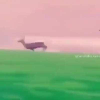 Catching a Deer with an Eagle!