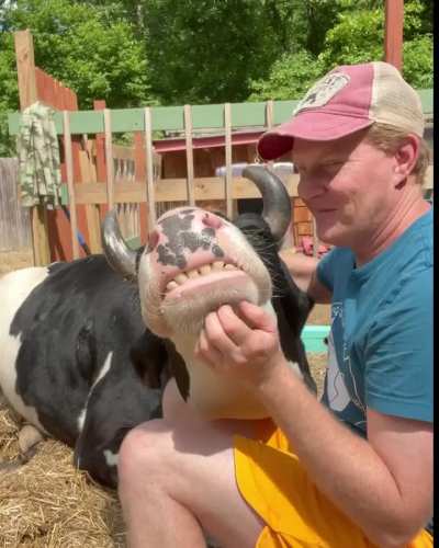 When a cow loves you