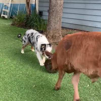 Best friends Lewis and Sky trying to play with the same toy