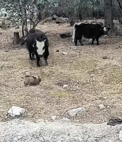 Para que essa agressividade?