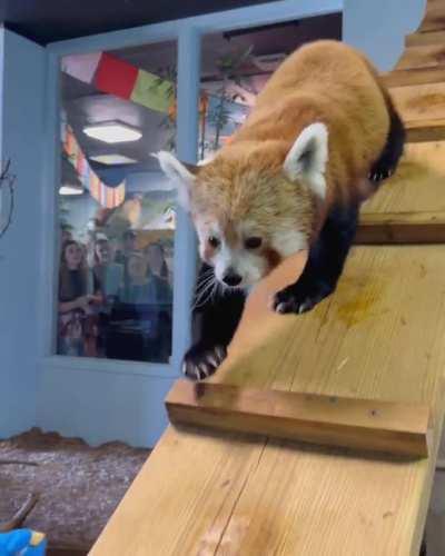 Fia only likes grapes