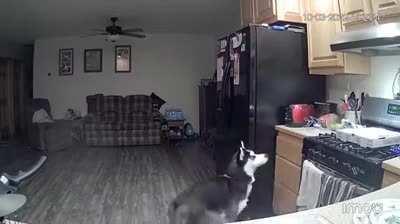 Who wants a hot dog?