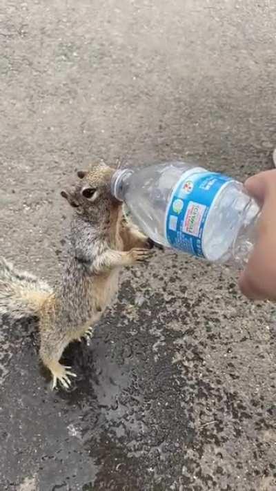 Squirrel asking for water