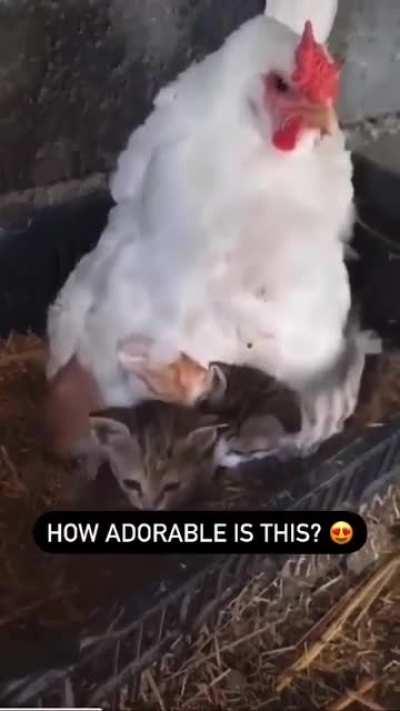 Not the usual babies she would be protecting under her wings. Maybe these kittens have lost their mum, this hen looks like she's happy to step in.