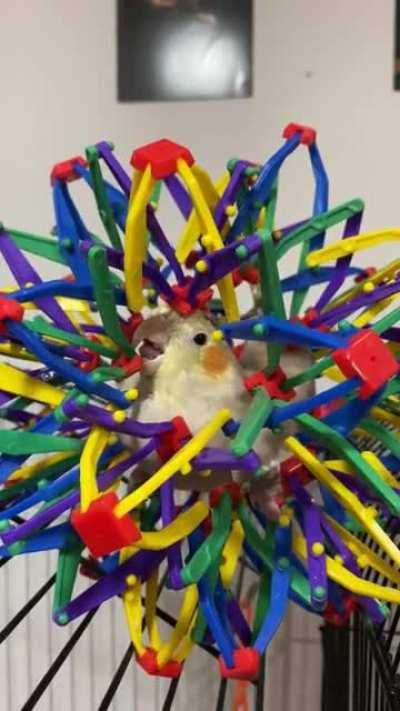 Migi s favorite toy collapsed on her lol