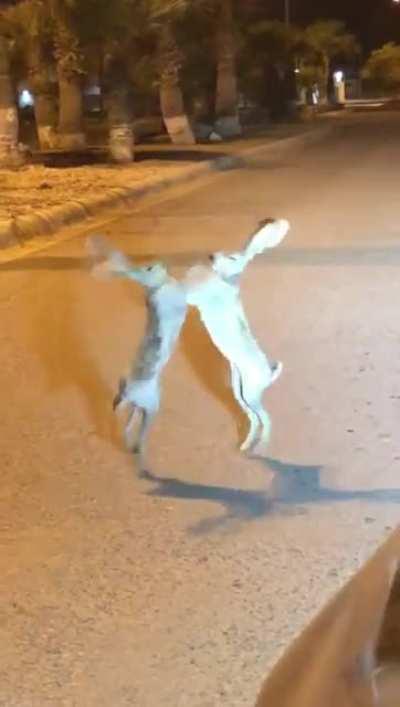 Fucking jack rabbits