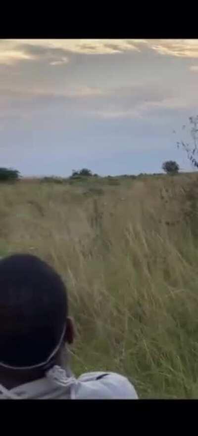 Something from Africa