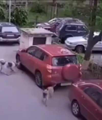 Não existem palavras para demonstrar o quão emocionante isso foi