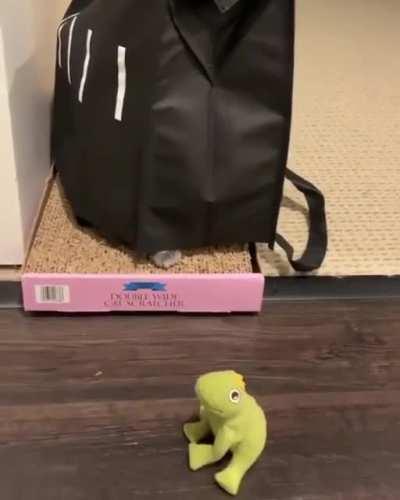 This hitcat is a master of disguise