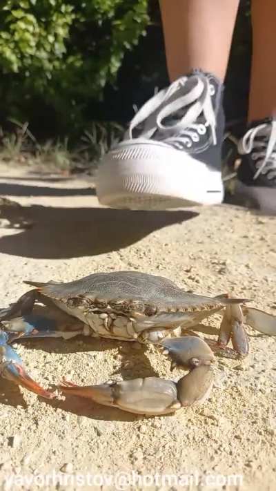 Girl crush crabs