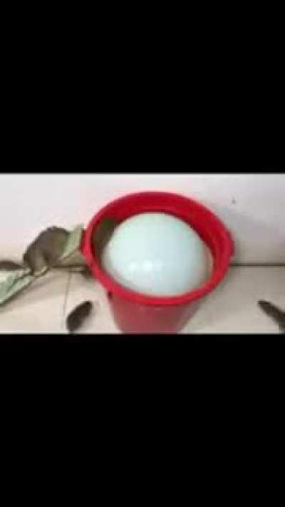 Ловушка для мышей. Водный капкан. Мышеловка. Как избавится от нашествия мышей.