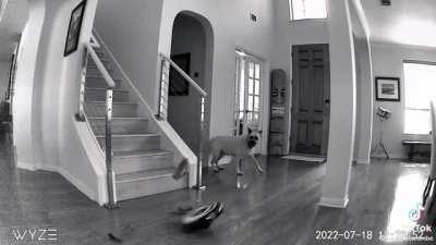 Roomba said “NO ONE HELPS ME CLEAN THIS HOUSE IM DONE”