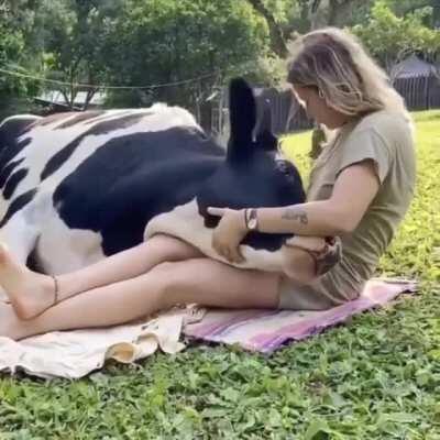 Thanks I love cow snuggles