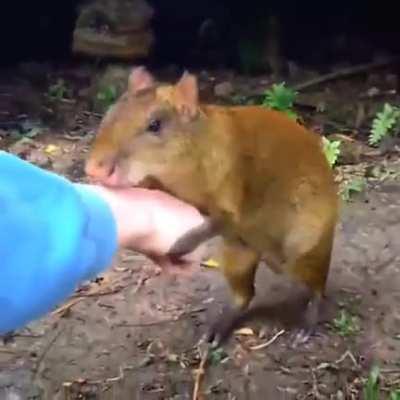 Quickest wood in the west