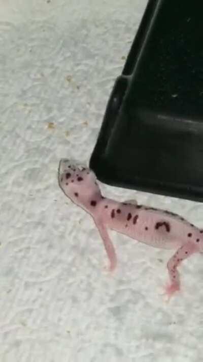 Cranky month old with stuck shed gets first spritz!