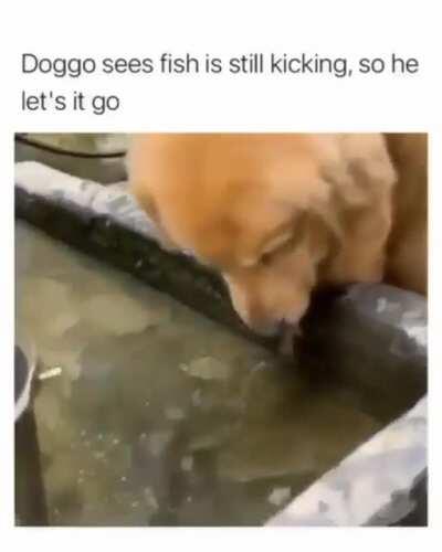 Back in the pond you go