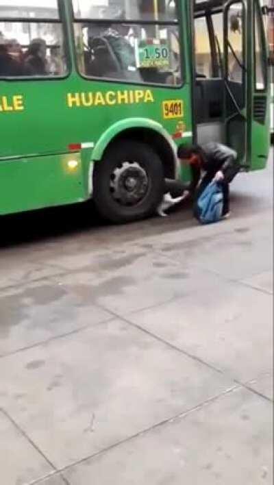 caT gEts squAShEd uNdEr A BuS TYrE