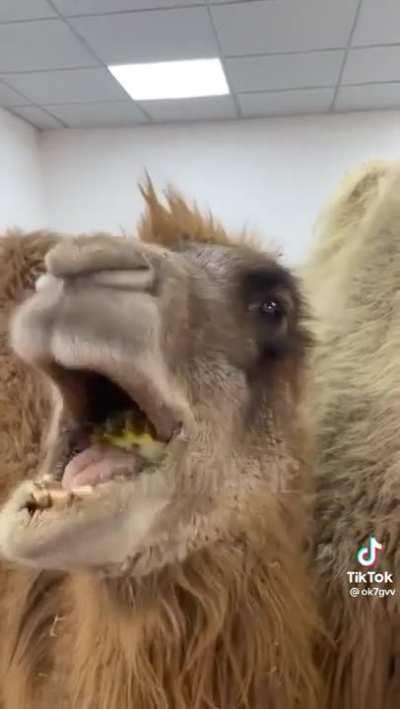Camels do feel pain while eating the cactus but they just work through it.