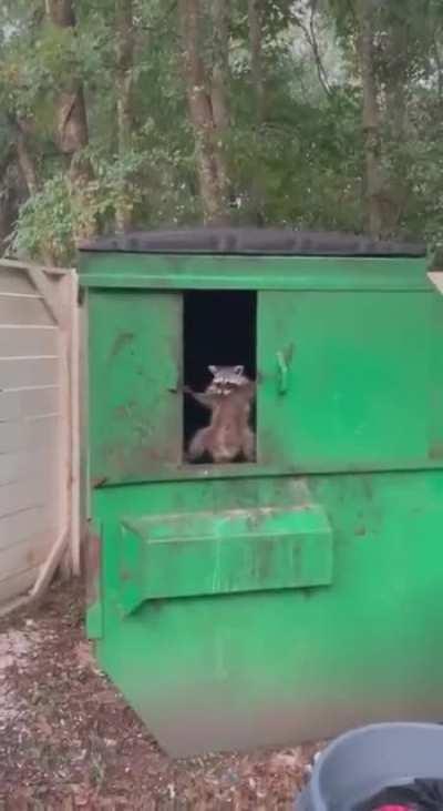 Raccoon holding the line.