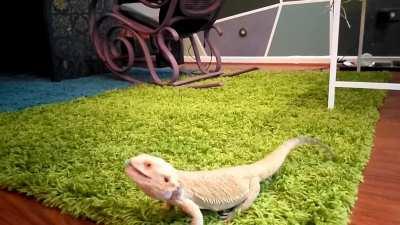 Another jump from Khorsheed as he annihilates this hornworm :)