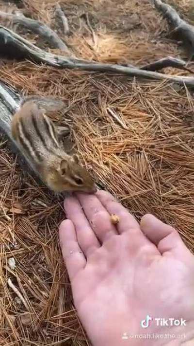 This chipmunk was NUTS