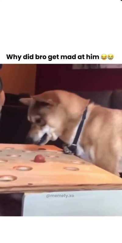 Just give the dog the hotdog