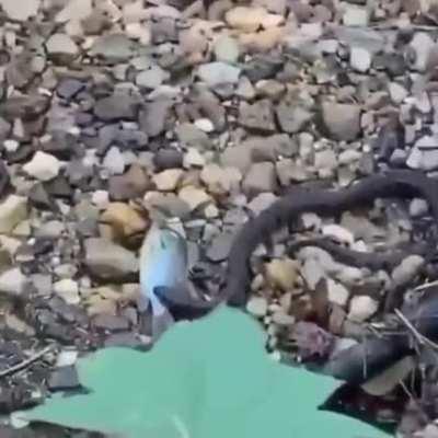 The next Steve Irwin