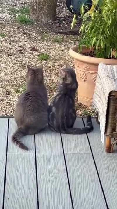 Pretty good smoochie frens