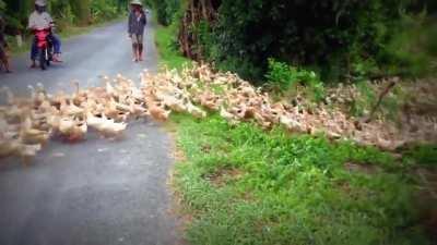River of ducks completely block the road