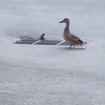 Ducks VS Drain