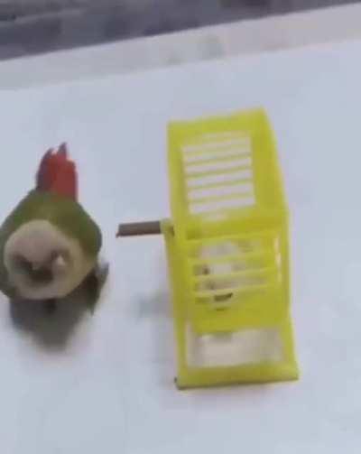 Why don't they help the poor hamster 😭