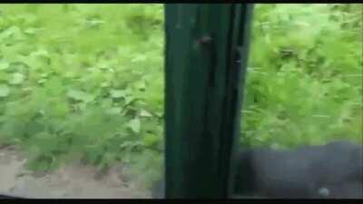 Chimpanzee guides lady to a hole for a sip of Mountain Dew