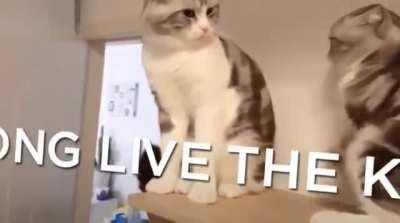 the lion king remake is so realistic