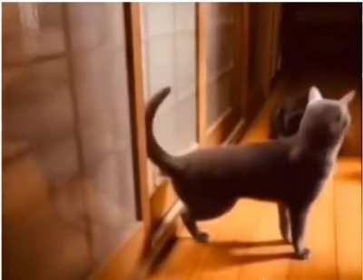 Cat knocking the door like satan