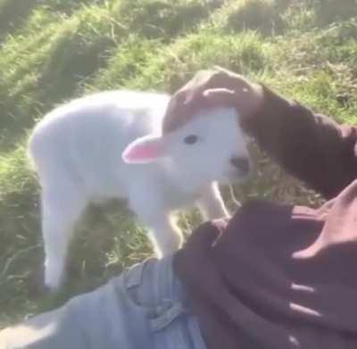 When you feel you’re alone and bored,give your little buddy a rub😃