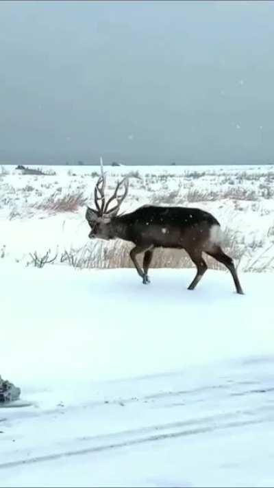 One of the more fierce results of a buck battle you're likely to see
