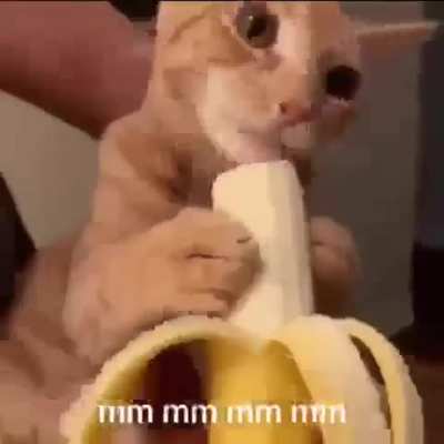 Banan catto