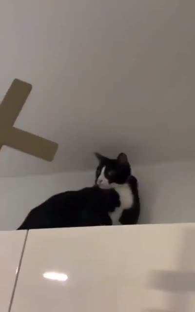 This is how a broken cat would look like...