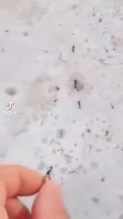 the ant will remember this forever